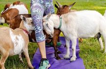 Goat Yoga Experience in Asheville