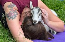 Goat Yoga Experience in Asheville