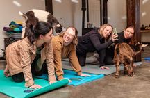 Goat Yoga Experience in Asheville