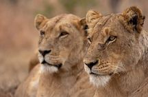 2 Day Tarangire and Ngorongoro Safari