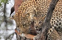 2 Day Tarangire and Ngorongoro Safari