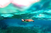 Snorkeling Tour at the Great Barrier Reef of Belize