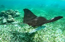 Snorkeling Tour at the Great Barrier Reef of Belize