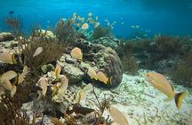 Snorkeling Tour at the Great Barrier Reef of Belize