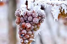 Niagara Taste Trio Winery Tours with Wine Tastings and Pairings