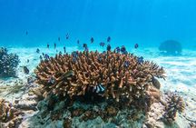 Zanzibar Mnemba Atoll Shared Catamaran and Snorkeling Cruise