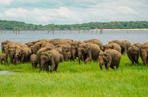 Minneriya Luxury Safari Morning Birds or Afternoon Herds