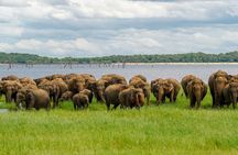 Minneriya Luxury Safari Morning Birds or Afternoon Herds