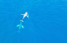 Kailua Kona Whale Watching Boat Tour Experience