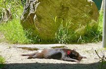 Yarra Valley Small Group | Redwoods, Wildlife & Chocolate