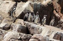Scooter Tour of the Ballestas Islands and National Reserve