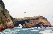 Adventure in Ballestas Islands and Quad bike in Paracas