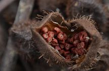 Quepos CR Chocolate and Spices Tour meals and transport included