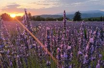 Sunset Lavender Tour