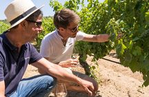Wine Tour Bandol & Cassis from Marseille