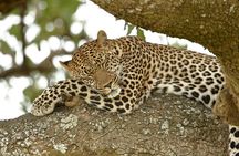 Nairobi: 3 Day Maasai Mara Group Safari With Overnight Camp