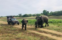 Yala National Park Safari + Galle Fort UNESCO Day Tour 