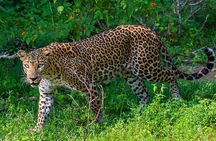 Yala National Park Safari + Galle Fort UNESCO Day Tour 