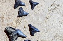 Shark Teeth and Fossil Island Adventure Boat Tour in Charleston