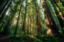 Redwood Forest, Santa Cruz Harbor 1-Day Trip from San Francisco