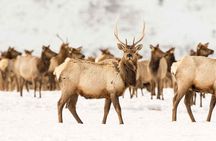 Banff Highlights & Wildlife | Award-Winning Small Group Adventure