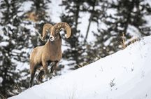 Banff Highlights & Wildlife | Award-Winning Small Group Adventure