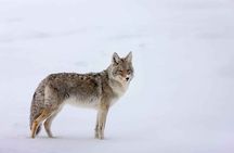 Banff Highlights & Wildlife | Award-Winning Small Group Adventure