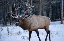 Banff Highlights & Wildlife | Award-Winning Small Group Adventure