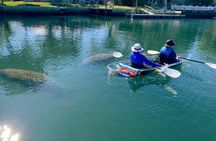 Crystal River Florida: Clear Kayak Guided Manatee Eco-Tour