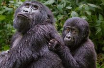 3 Days Uganda x2 Double Gorilla Trekking Safari From Kigali