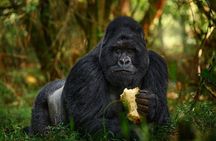 3 Days Uganda x2 Double Gorilla Trekking Safari From Kigali