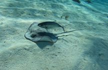 Snorkeling adventure in El Cielo, El Cielito, Palancar and Colombia.