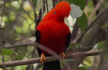 Private Tour: Coffee Village + Paragliding Flight from Medellin