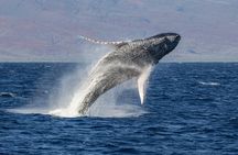 Morning Whale Watching Tour in Maui with Continental Breakfast