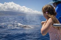 Morning Whale Watching Tour in Maui with Continental Breakfast