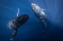 Morning Whale Watching Tour in Maui with Continental Breakfast