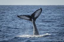 Afternoon Whale Watching Tour in Maui with Dinner