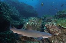 Discovery Scuba Diving in Caño Island-First Dive experience