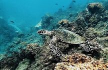 Discovery Scuba Diving in Caño Island-First Dive experience