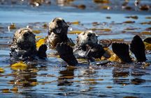 Sitka Coastal Wildlife Cruise Scenic Adventure