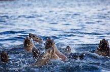 Sitka Coastal Wildlife Cruise Scenic Adventure