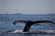 Sitka Coastal Wildlife Cruise Scenic Adventure
