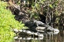 Alexander Springs 4 Hour Guided Kayak/ Swim/ Snorkel Adventure