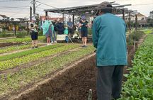 Hoi An cycling -Bike Tour,Basket Boat-organic Farming-Local lunch