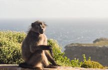 Cape of Good Hope & Boulders Penguins Full-Day Tour