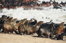 Private Cape Highlights Tour: Peninsula, Penguins & Winelands