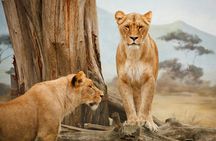 3 Day Safari to Tarangire, Lake Manyara, & Ngorongoro Crater