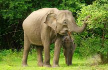 Yala Safari Private Tours - Shore Excursion from Hambantota Port