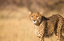 Half Day Safari Tour to Nairobi National Park 