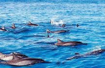 Dolphin, Crytal rock & Ile Aux Benetiers - Fullday Tours